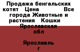 Продажа бенгальских котят › Цена ­ 20 000 - Все города Животные и растения » Кошки   . Ярославская обл.,Ярославль г.